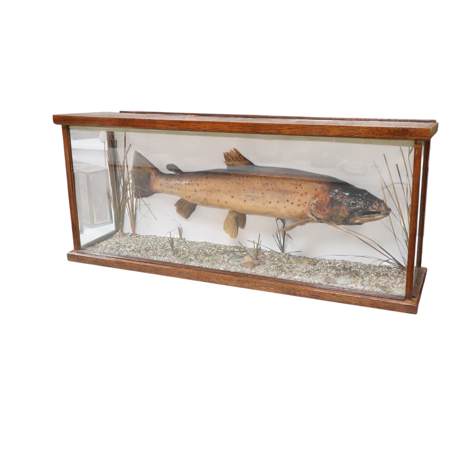 A mid 20th century taxidermy trout, mounted in a flat fronted oak framed glazed cabinet, with painted plywood back, H 39cm L 92 x W 23